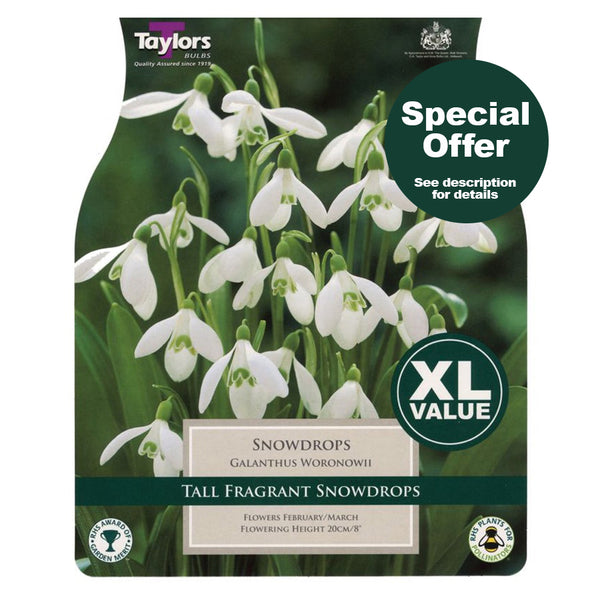 Taylors Bulbs - Single Snowdrops Value Pack x 35 Bulbs - DeWaldens Garden Centre