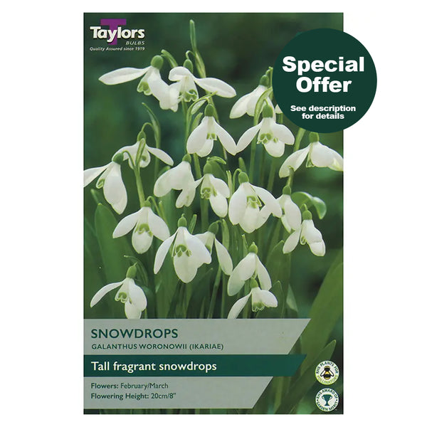 Taylors Bulbs - Galanthus Woronowii x 10 Bulbs - DeWaldens Garden Centre