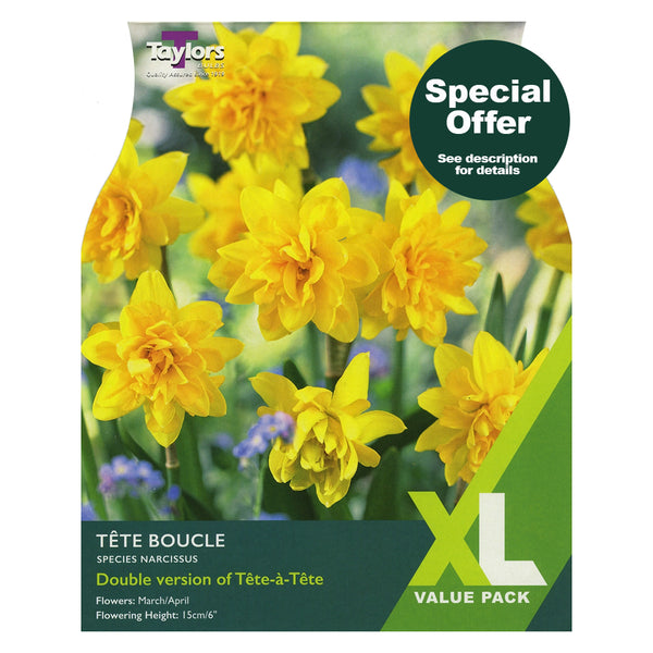 Taylors Bulbs - Narcissus Tete Boucle XL Pack x 18 Bulbs - DeWaldens Garden Centre