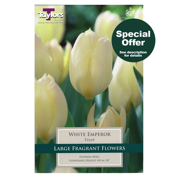 Taylors Bulbs - Tulip White Emperor x 8 Bulbs - DeWaldens Garden Centre