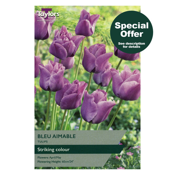 Taylors Bulbs - Tulip Bleu Aimable x 6 Bulbs - DeWaldens Garden Centre