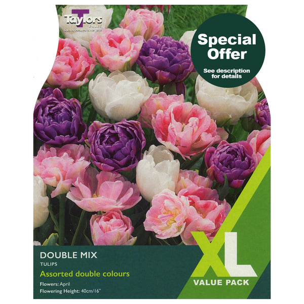 Taylors Bulbs - Tulip Double Mix XL Pack x 15 Bulbs - DeWaldens Garden Centre
