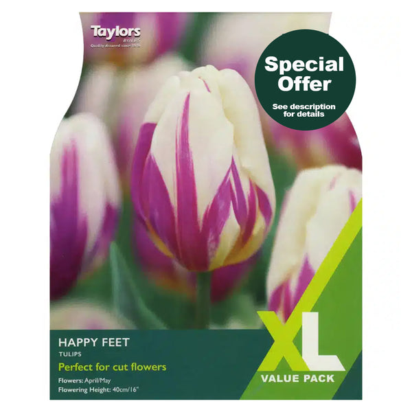 Taylors Bulbs - Tulip Happy Feet XL Pack x 18 Bulbs - DeWaldens Garden Centre