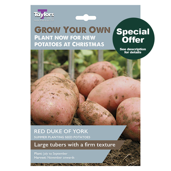 Taylors Bulbs - Red Duke Of York x 10 Seeds (Autumn Seed Potatoes) - DeWaldens Garden Centre