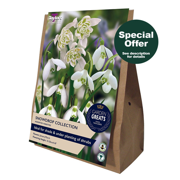 Taylors Bulbs - Snowdrop Collection x 20pp
