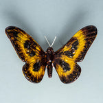 Tilnar Art Brushed Butterfly - DeWaldens Garden Centre