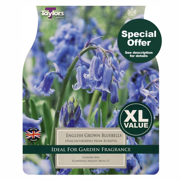 Taylors Bulbs - English Grown Bluebells x 10 Bulbs - DeWaldens Garden Centre