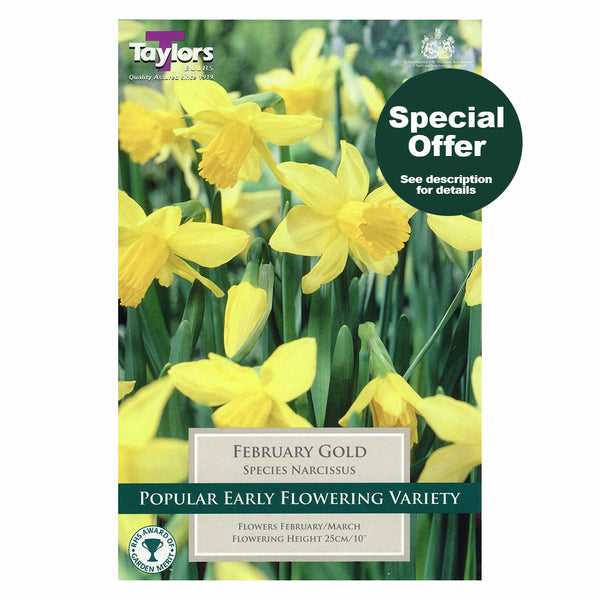 Taylors Bulbs - Narcissus February Gold x 5 Bulbs
