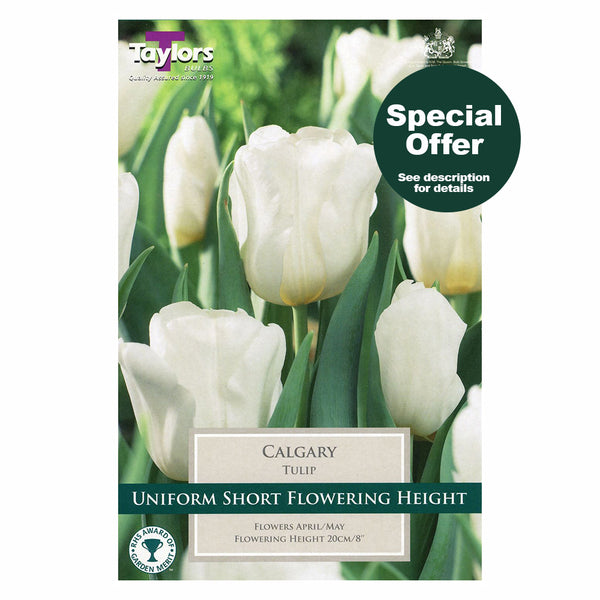 Taylors Bulbs - Tulip Calgary x 6 Bulbs - DeWaldens Garden Centre