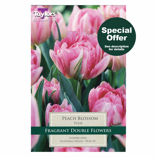 Taylors Bulbs - Tulip Peach Blossom x 9 Bulbs - DeWaldens Garden Centre