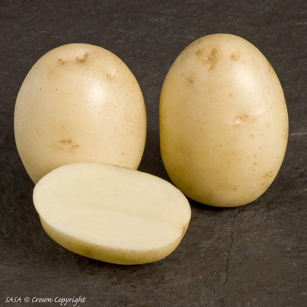 Winston Seed Potatoes 2kg - DeWaldens Garden Centre