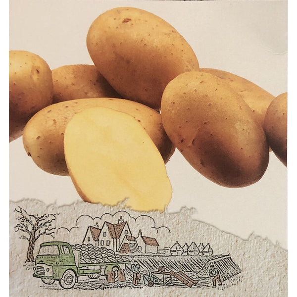 Denholm Athlete Seed Potatoes 2.2kg - DeWaldens Garden Centre