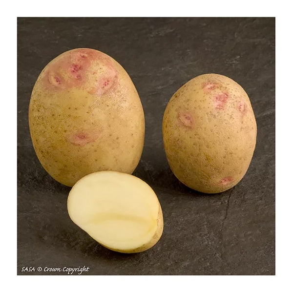 Picasso Seed Potatoes 2.2kg - DeWaldens Garden Centre
