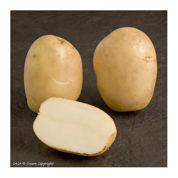 Pentland Javelin Seed Potatoes 2.2kg - DeWaldens Garden Centre