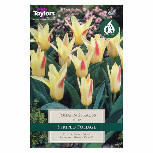 Taylors Bulbs - Tulip Johann Strauss x 7 Bulbs - DeWaldens Garden Centre
