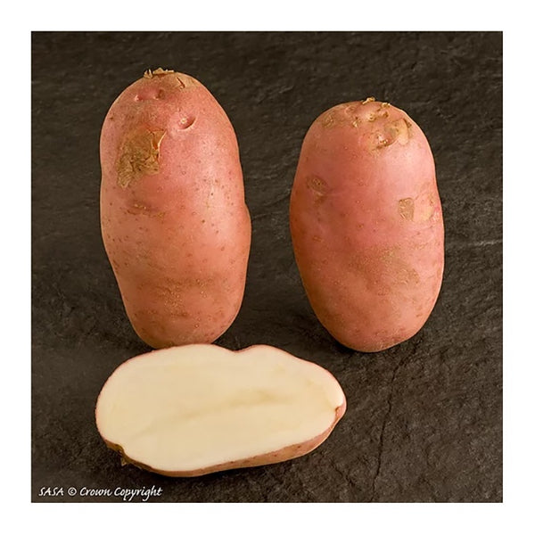 Organic Sarpo Mira Seed Potatoes 1.5kg - DeWaldens Garden Centre