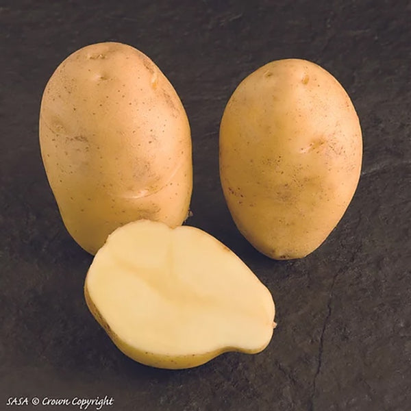 Nicola Seed Potatoes 2.2kg - DeWaldens Garden Centre