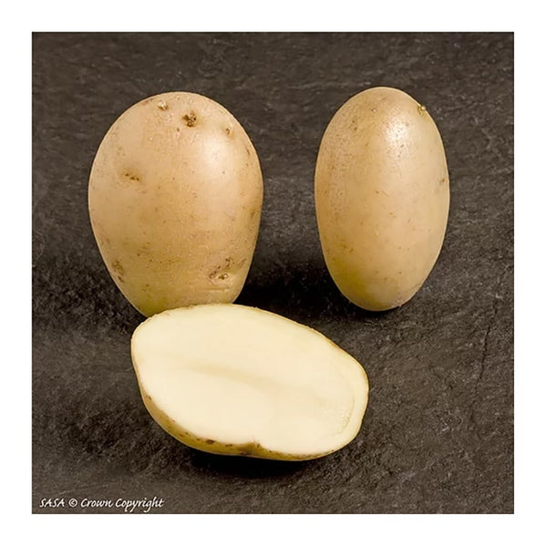 Maris Piper Seed Potatoes 2.2kg - DeWaldens Garden Centre