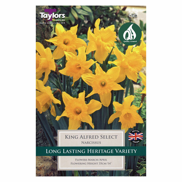 Taylors Bulbs - Narcissus King Alfred Select x 6 Bulbs - DeWaldens Garden Centre