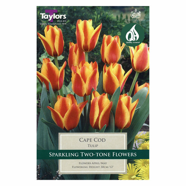 Taylors Bulbs - Tulip Cape Cod x 7 Bulbs - DeWaldens Garden Centre