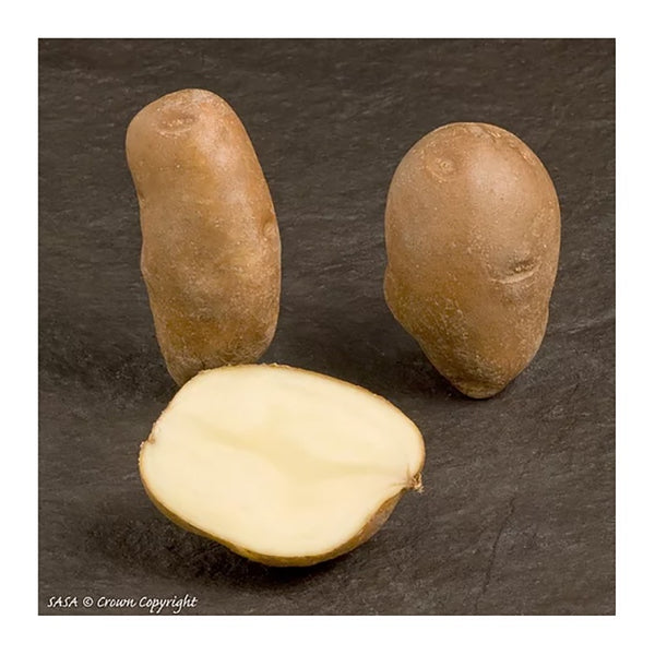 Golden Wonder Seed Potatoes 2.2kg - DeWaldens Garden Centre
