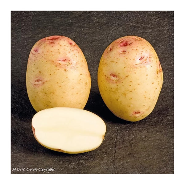 Cara Seed Potatoes 2.2kg - DeWaldens Garden Centre