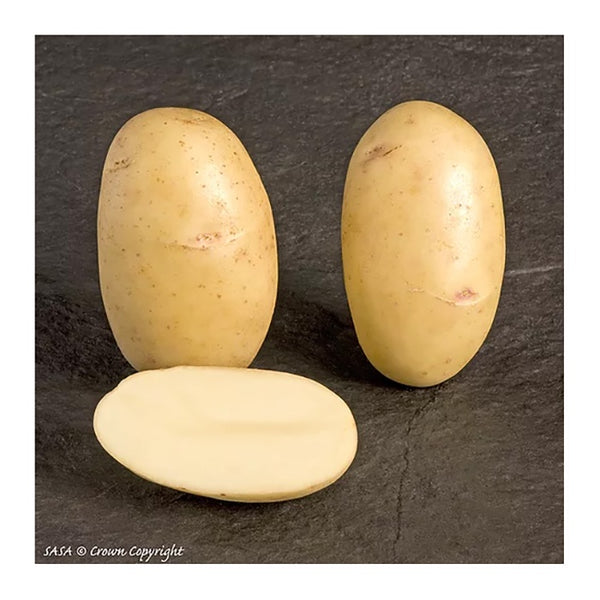 Pentland Dell Seed Potatoes 2.2kg - DeWaldens Garden Centre