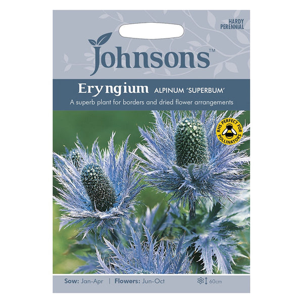Johnsons Eryngium Alpinum Superbum Seeds - DeWaldens Garden Centre