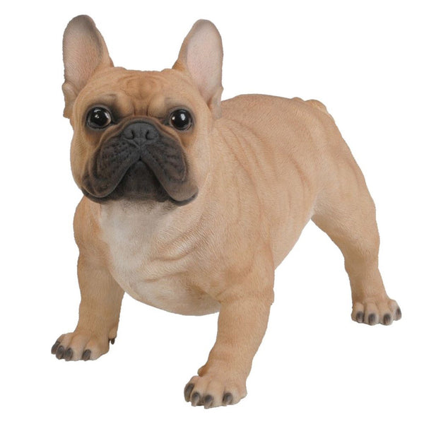 Vivid Arts Real Life French Golden Bulldog A - DeWaldens Garden Centre