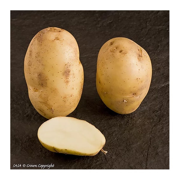International Kidney Seed Potatoes 2.2kg - DeWaldens Garden Centre