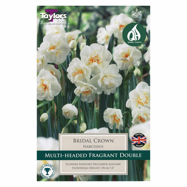 Taylors Bulbs - Narcissus Bridal Crown x 5 Bulbs - DeWaldens Garden Centre