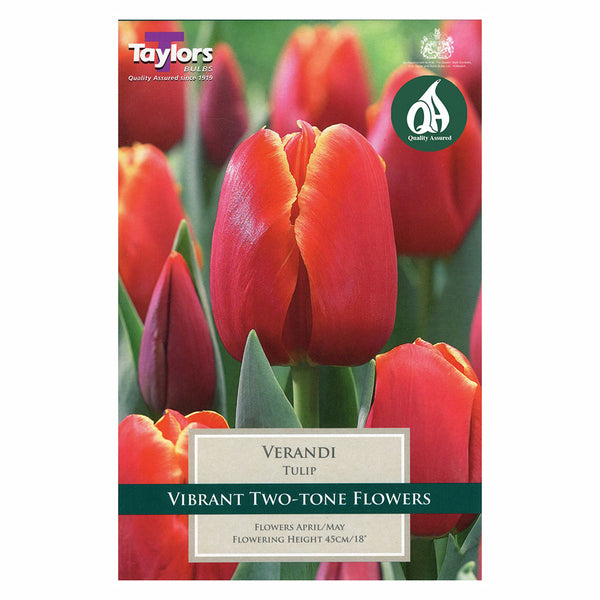 Taylors Bulbs - Tulip Verandi x 8 Bulbs - DeWaldens Garden Centre
