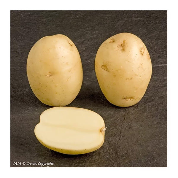 Maris Peer Seed Potatoes 2.2kg - DeWaldens Garden Centre