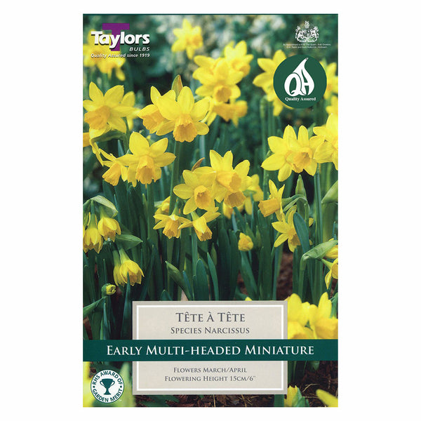 Taylors Bulbs - Narcissus Tete A Tete x 8 Bulbs - DeWaldens Garden Centre