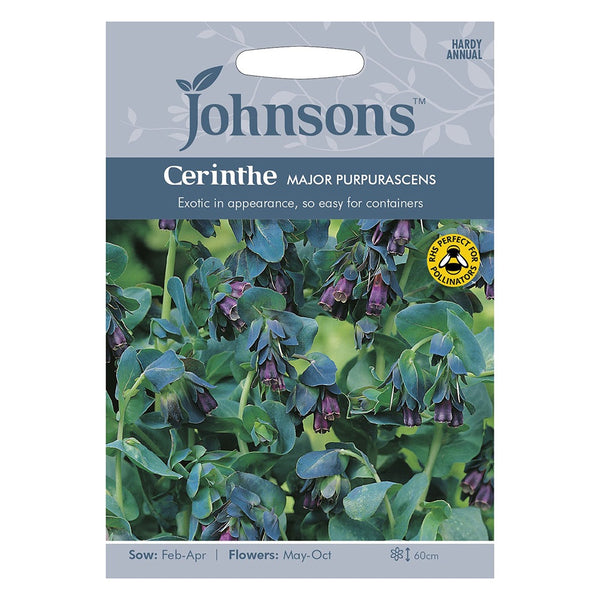Johnsons Cerinthe Major Purpurascens Seeds - DeWaldens Garden Centre