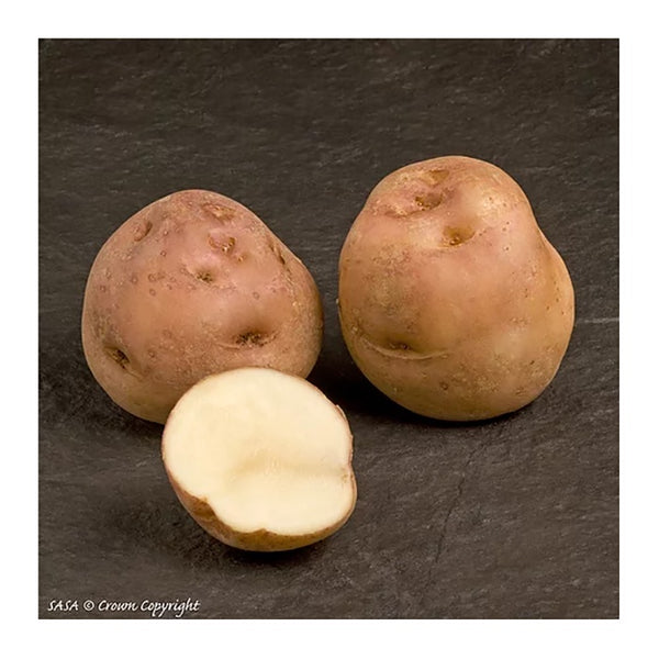Epicure Seed Potatoes 2.2kg - DeWaldens Garden Centre