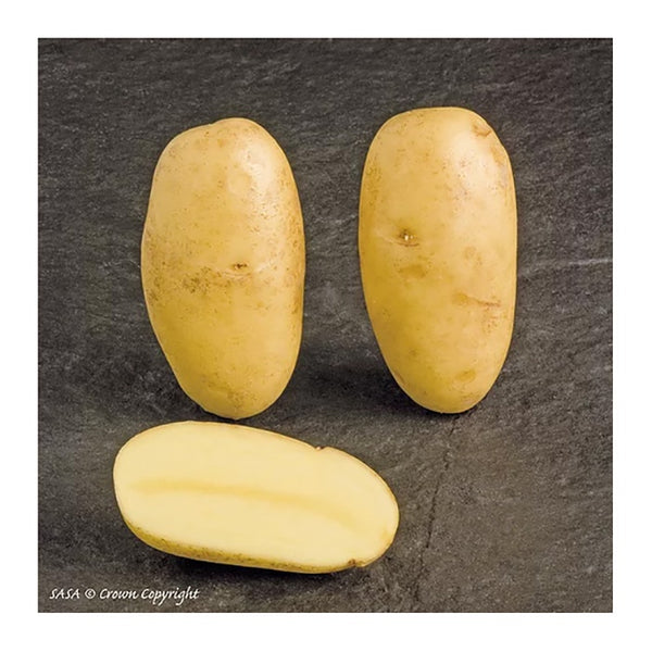 Charlotte Seed Potatoes 2.2kg - DeWaldens Garden Centre