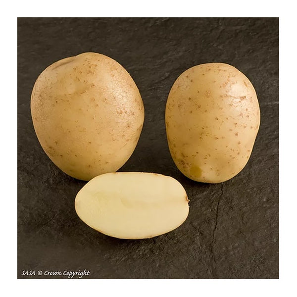 Estima Seed Potatoes 2.2kg - DeWaldens Garden Centre