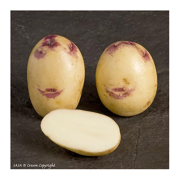 Kestrel Seed Potatoes 2.2kg - DeWaldens Garden Centre