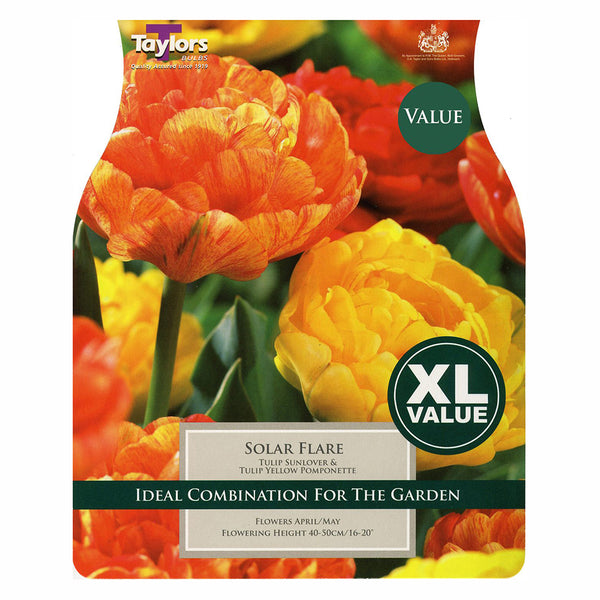 Taylors Bulbs - Tulip Solar Flare Combi x 20 Bulbs - DeWaldens Garden Centre