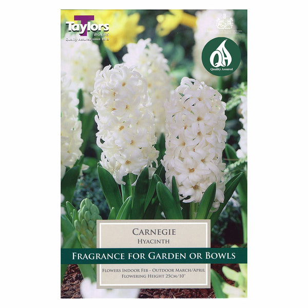 Taylors Bulbs - Hyacinth Carnegie x 6 Bulbs - DeWaldens Garden Centre