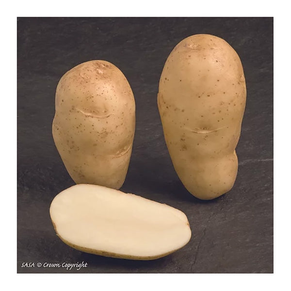 Maris Bard Seed Potatoes 2.2kg - DeWaldens Garden Centre
