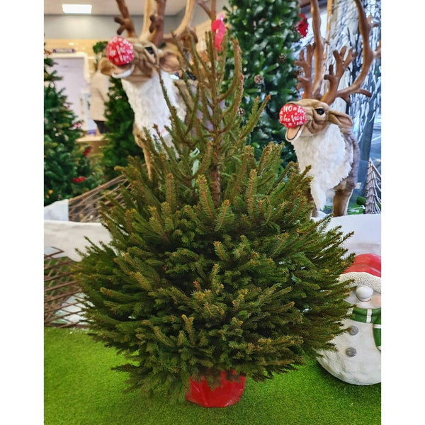 Real Christmas Tree - Potted 4ft - DeWaldens Garden Centre