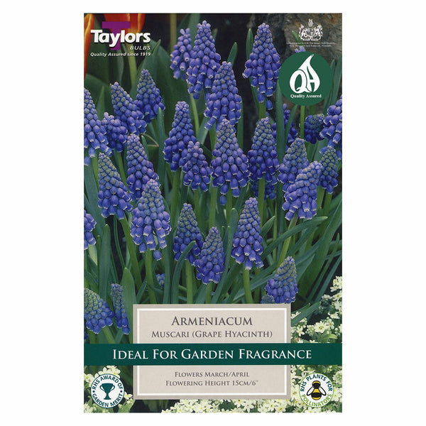 Taylors Bulbs - Muscari Armeniacum x 25 Bulbs - DeWaldens Garden Centre