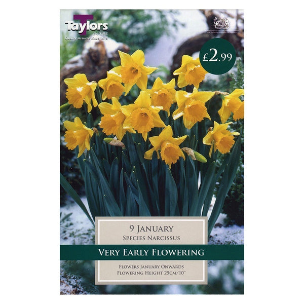 Taylors Bulbs - Narcissus January x 8 Bulbs - DeWaldens Garden Centre