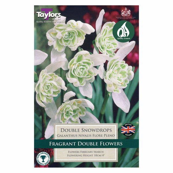 Taylors Bulbs - Galanthus Flore Plena x 7 Bulbs - DeWaldens Garden Centre