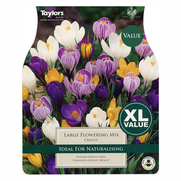 Taylors Bulbs - Crocus Large Flowering Mix x 25 Bulbs - DeWaldens Garden Centre