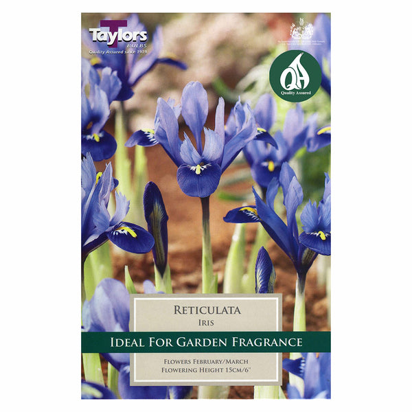 Taylors Bulbs - Iris Reticulata x 15 Bulbs - DeWaldens Garden Centre