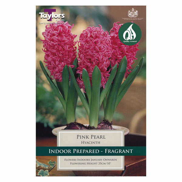 Taylors Bulbs - Hyacinth Pink Pearl x 4 Bulbs - DeWaldens Garden Centre