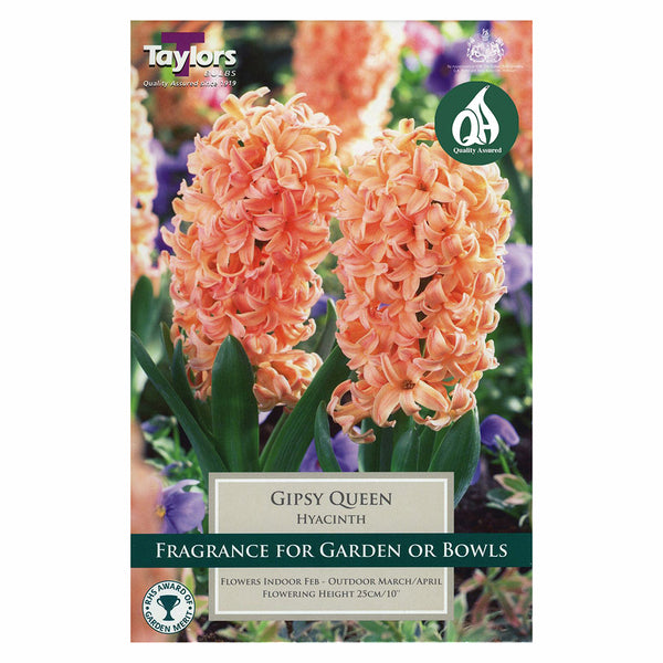 Taylors Bulbs - Hyacinth Gipsy Queen x 4 Bulbs - DeWaldens Garden Centre